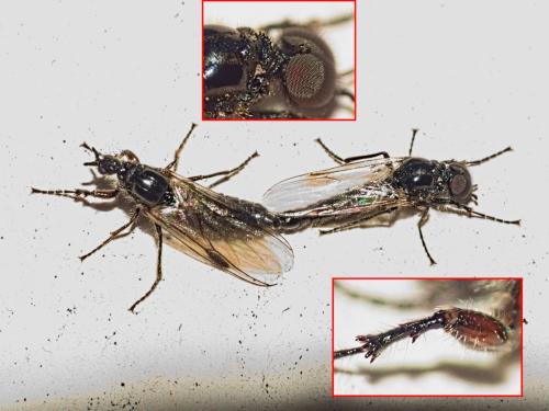 Dilophus humeralis